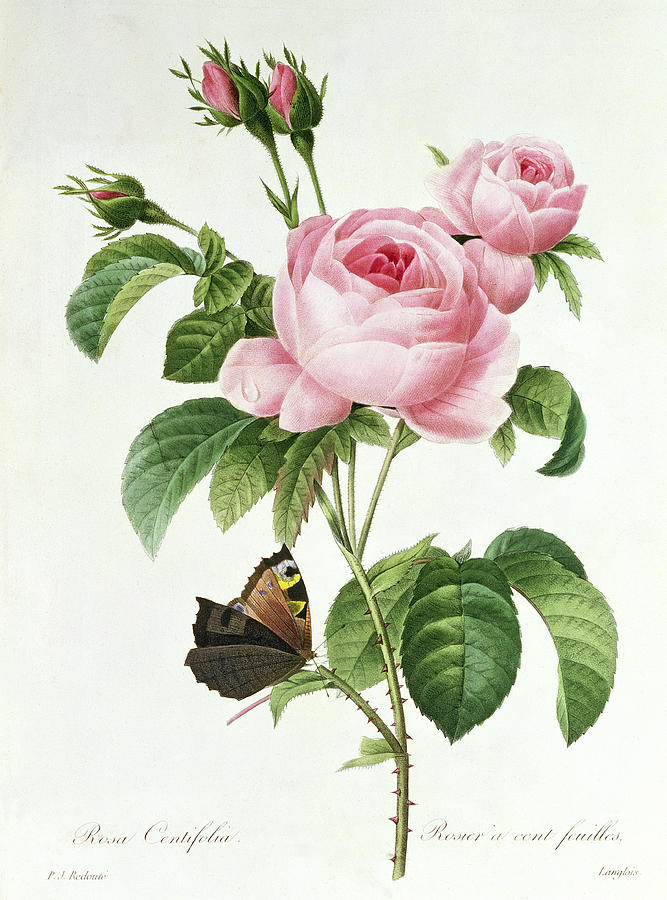 Rosa centifolia illustration by Pierre Joseph Redoute.