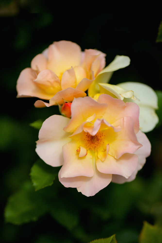 Three rose blossoms (Rosa spp).