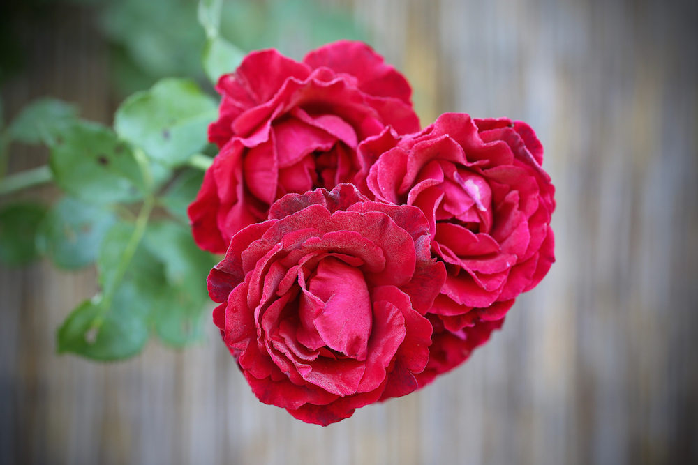 Rose ‘Don Juan’ is an attractive vining rose.