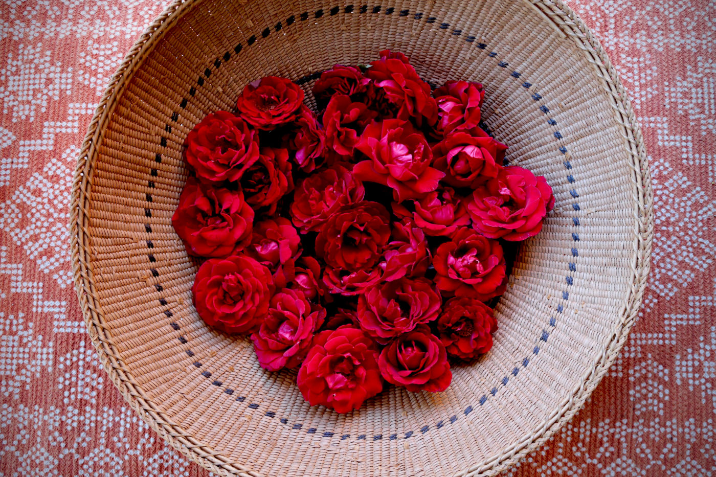 Dozens of harvested roses in a basket.