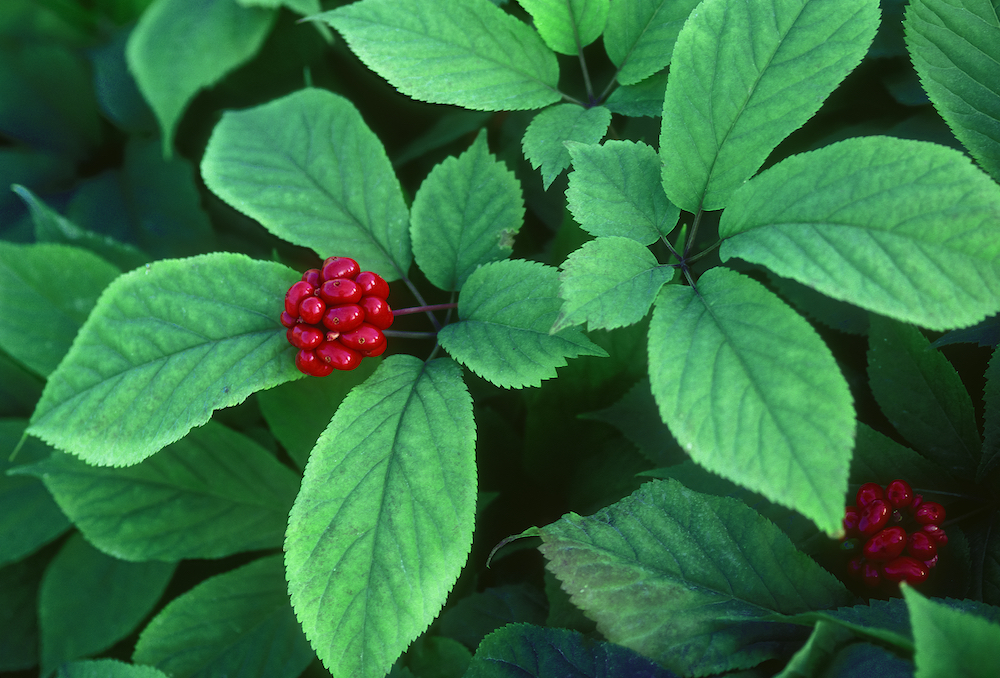 American ginseng in fruit photo by Steven Foster