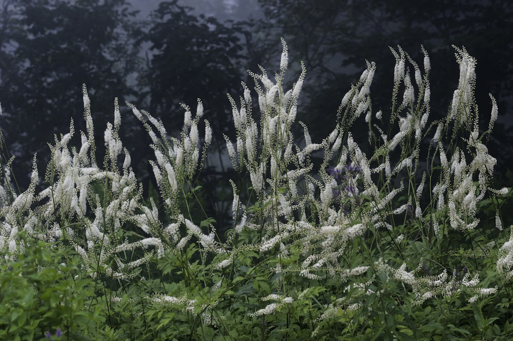 Black cohosh (Actaea racemosa) photo by Steven Foster