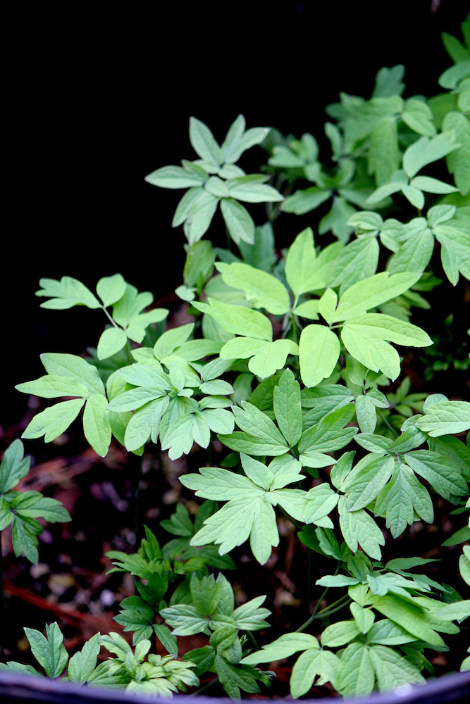 Blue cohosh Caulophyllym thalictroides is a multicycle germinator—seedlings emerge two to three years after planting.