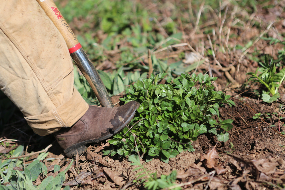 Digging up sochan (Rudbeckia laciniata) with a digging fork; Move around the plant in a circle, prying the root back and forth.