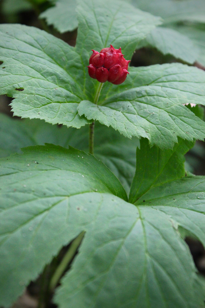 Goldenseal (Hydrastis canandensis) has hydrophilic seeds--the seeds cannot dry out.