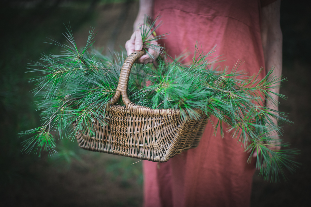 Freshly harvested pine needles in a basket.