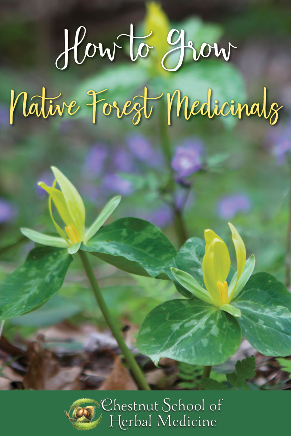 How to Grow Native Forest Medicinals.