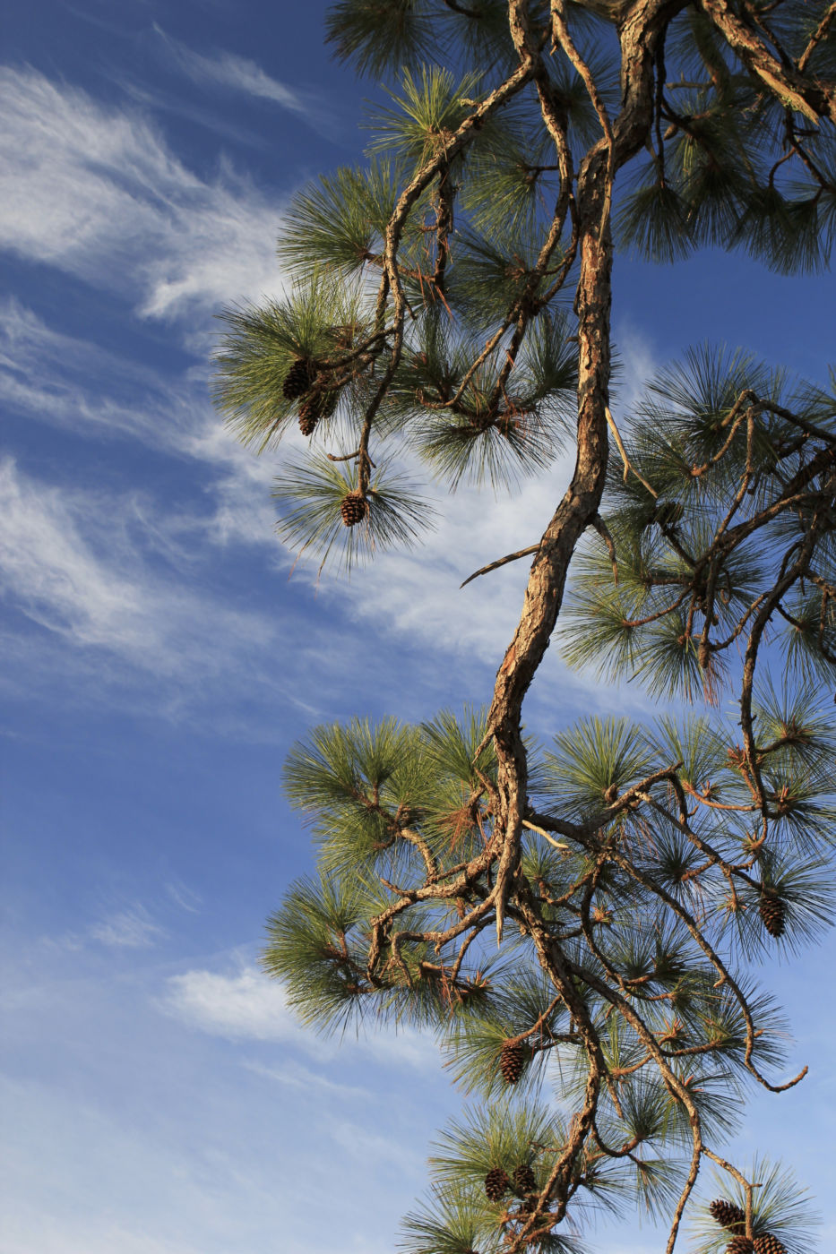 Longleaf pine (Pinus palustris).
