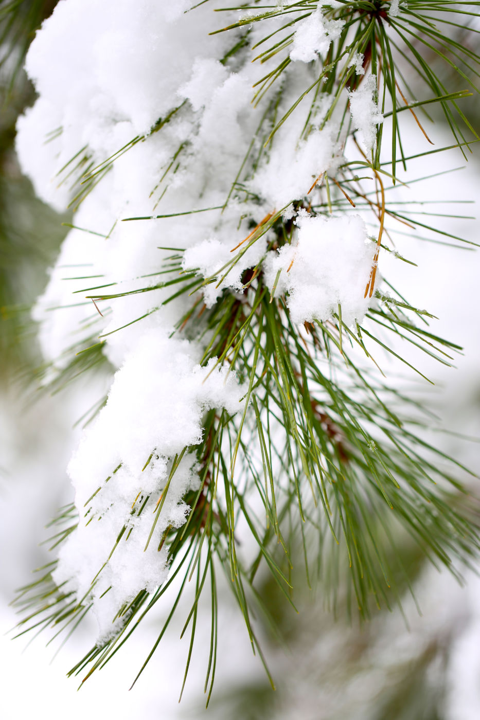 Snow-covered pine (Pinus sp.) needles.