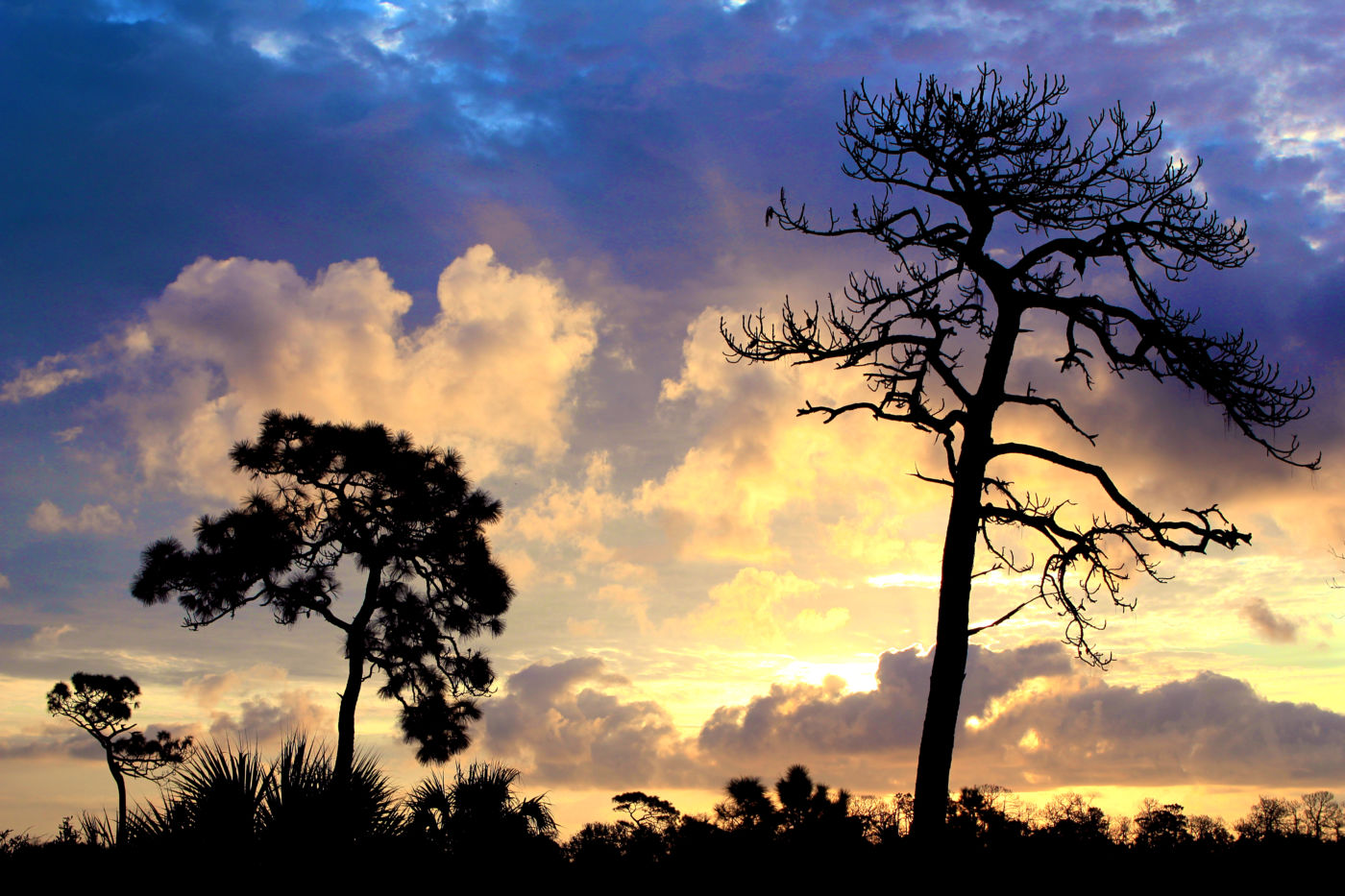 Silhouette of pine tree at sunrise.