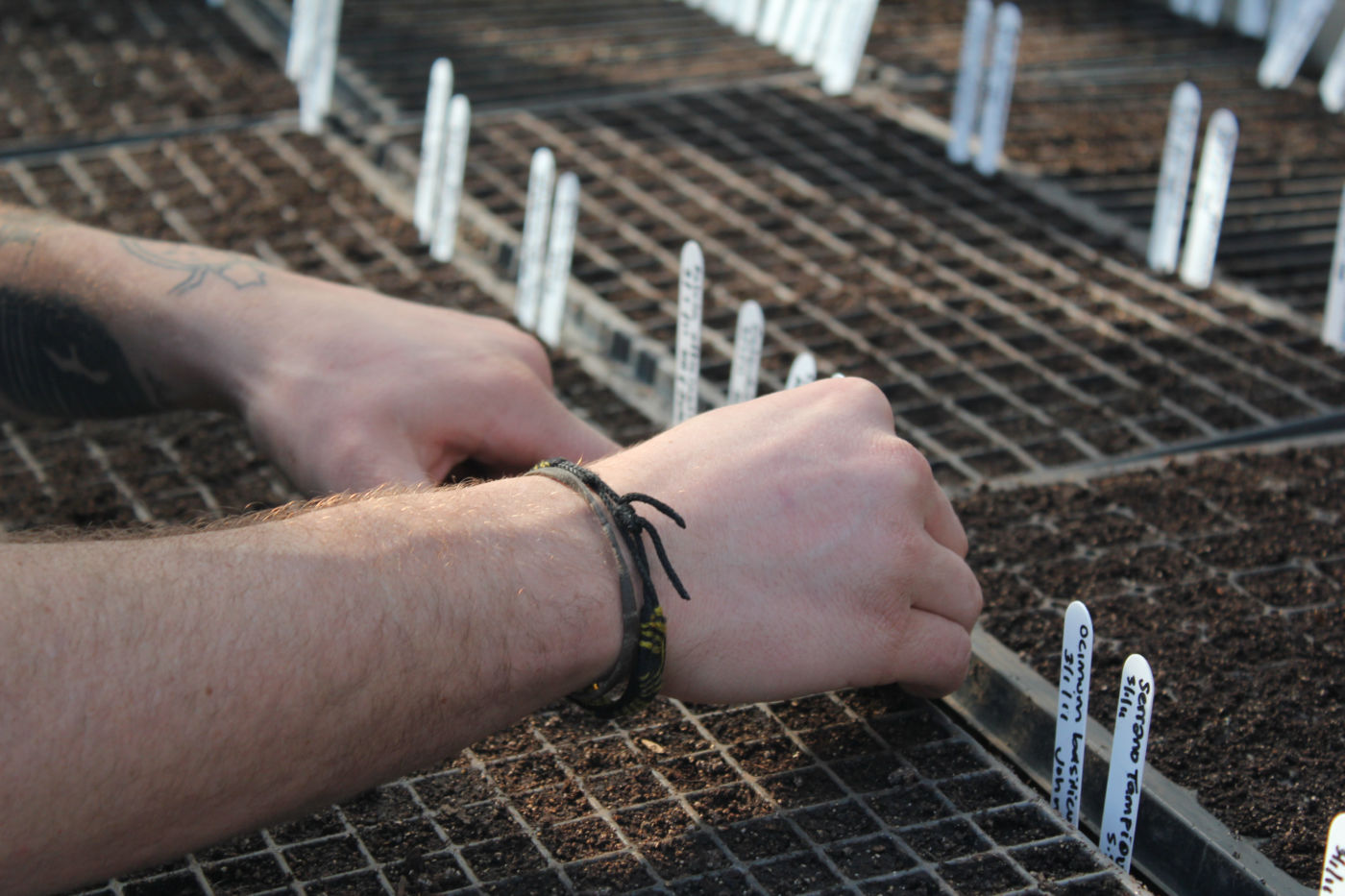 Planting seeds in small-celled seed trays on a propagation bench with bottom heat.