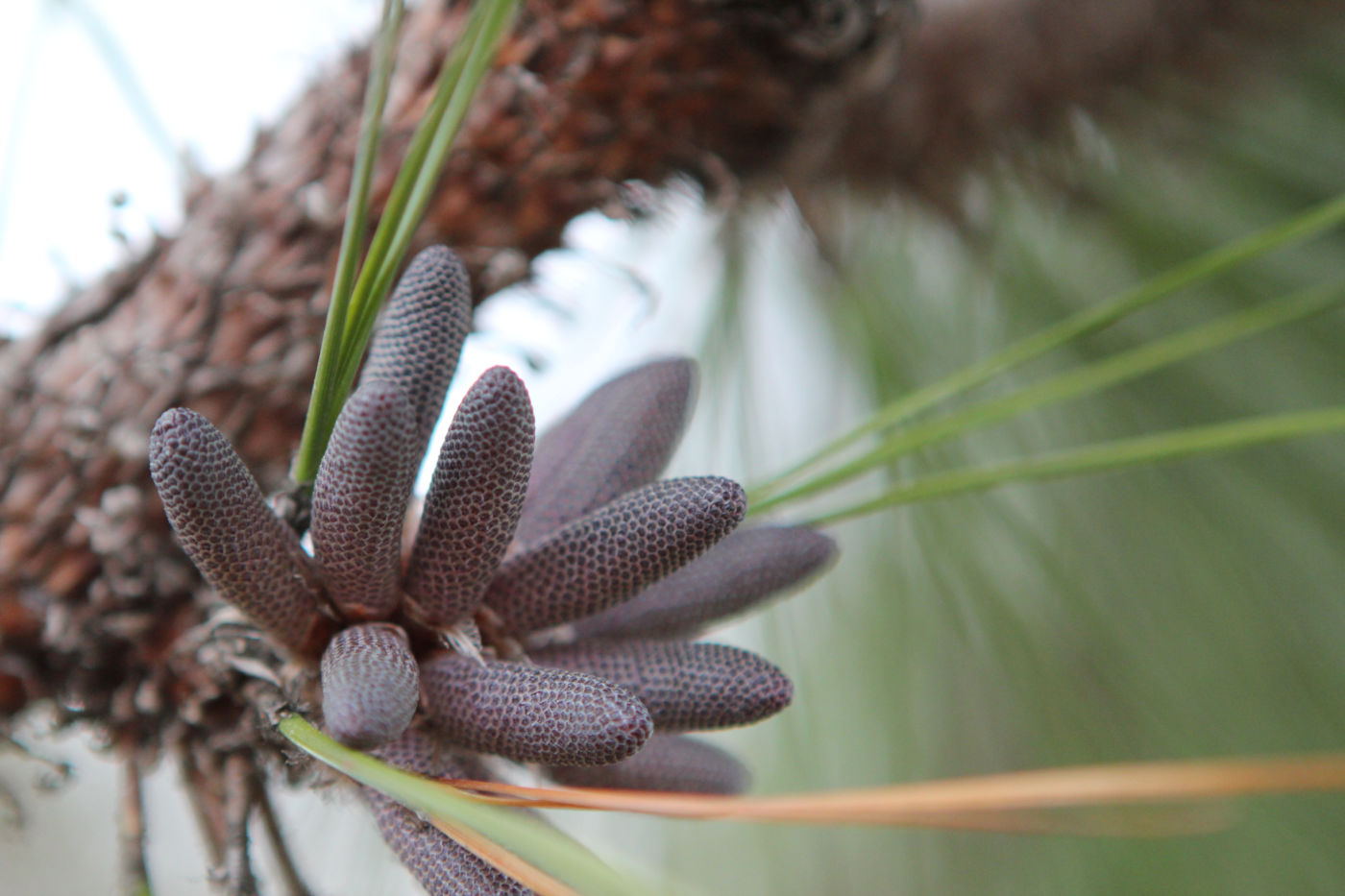 The male reproductive parts of longleaf pine.