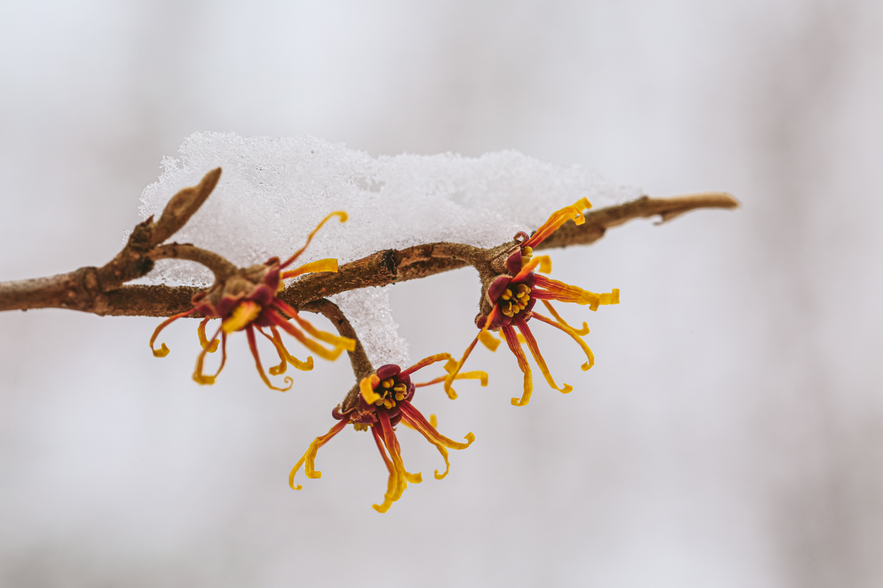 Witch hazel (Hamamelis vernalis) provides a surprising pop of color in the winter months.