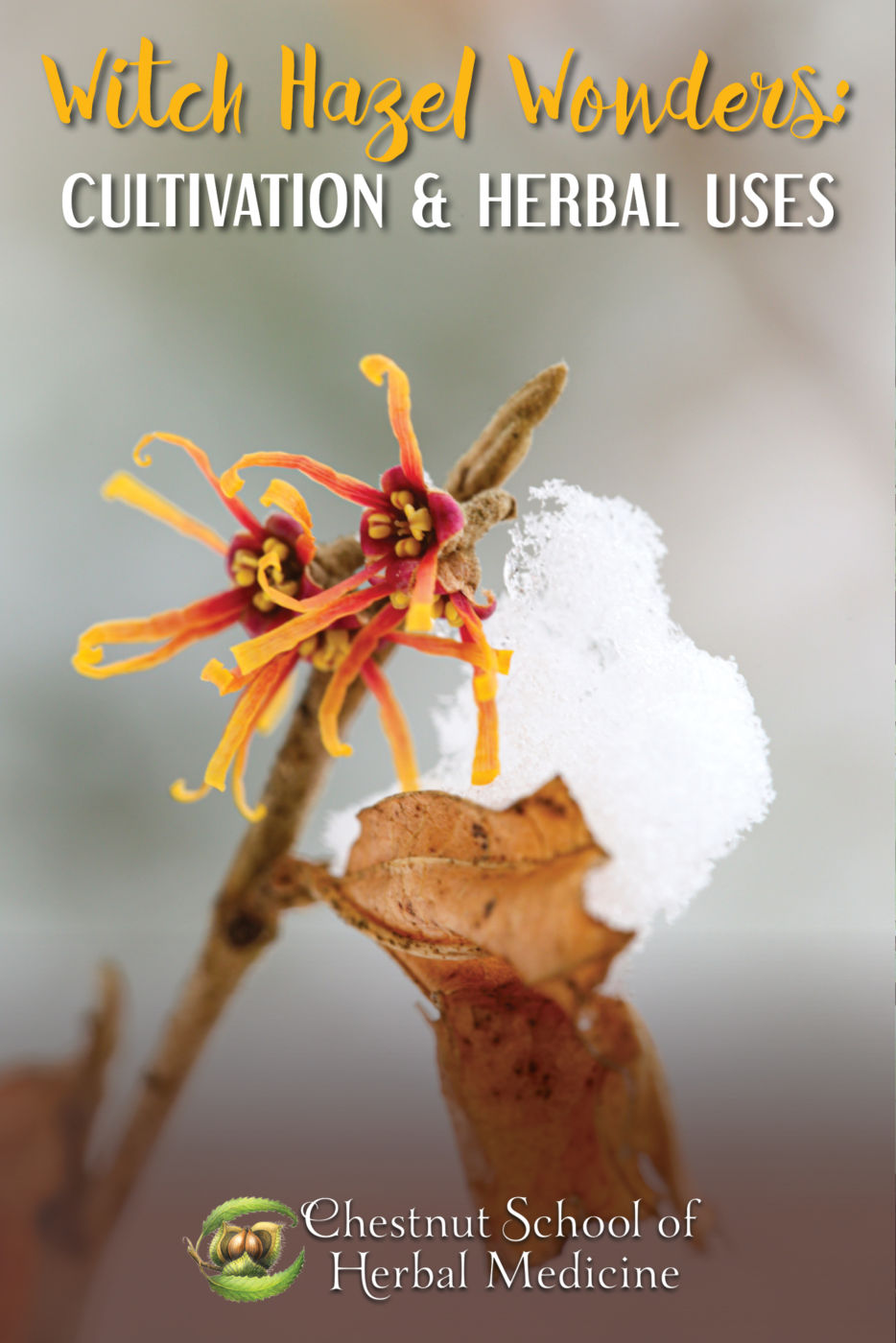Witch Hazel Wonders: Cultivation & Herbal Uses