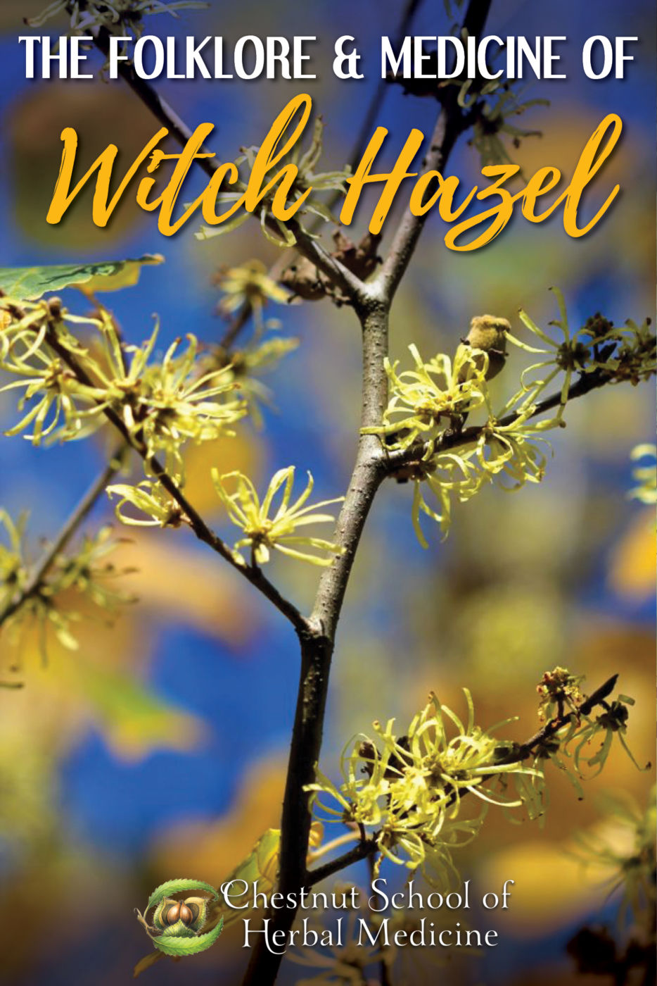 The folklore and medicine of witch hazel.