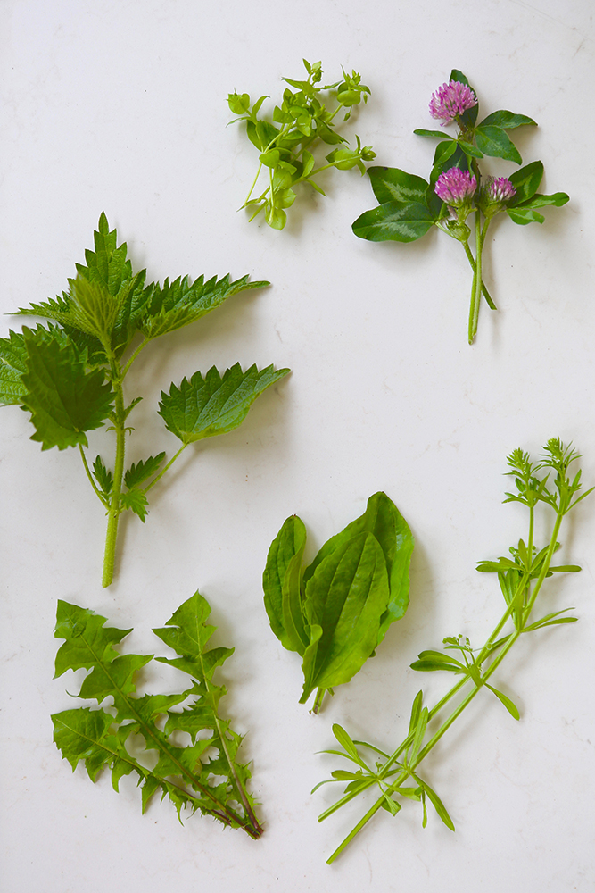 Alterative herbs--starting at one o'clock and moving clockwise--Red clover, cleavers, plantain (center), dandelion, stinging nettles, and chickweed.