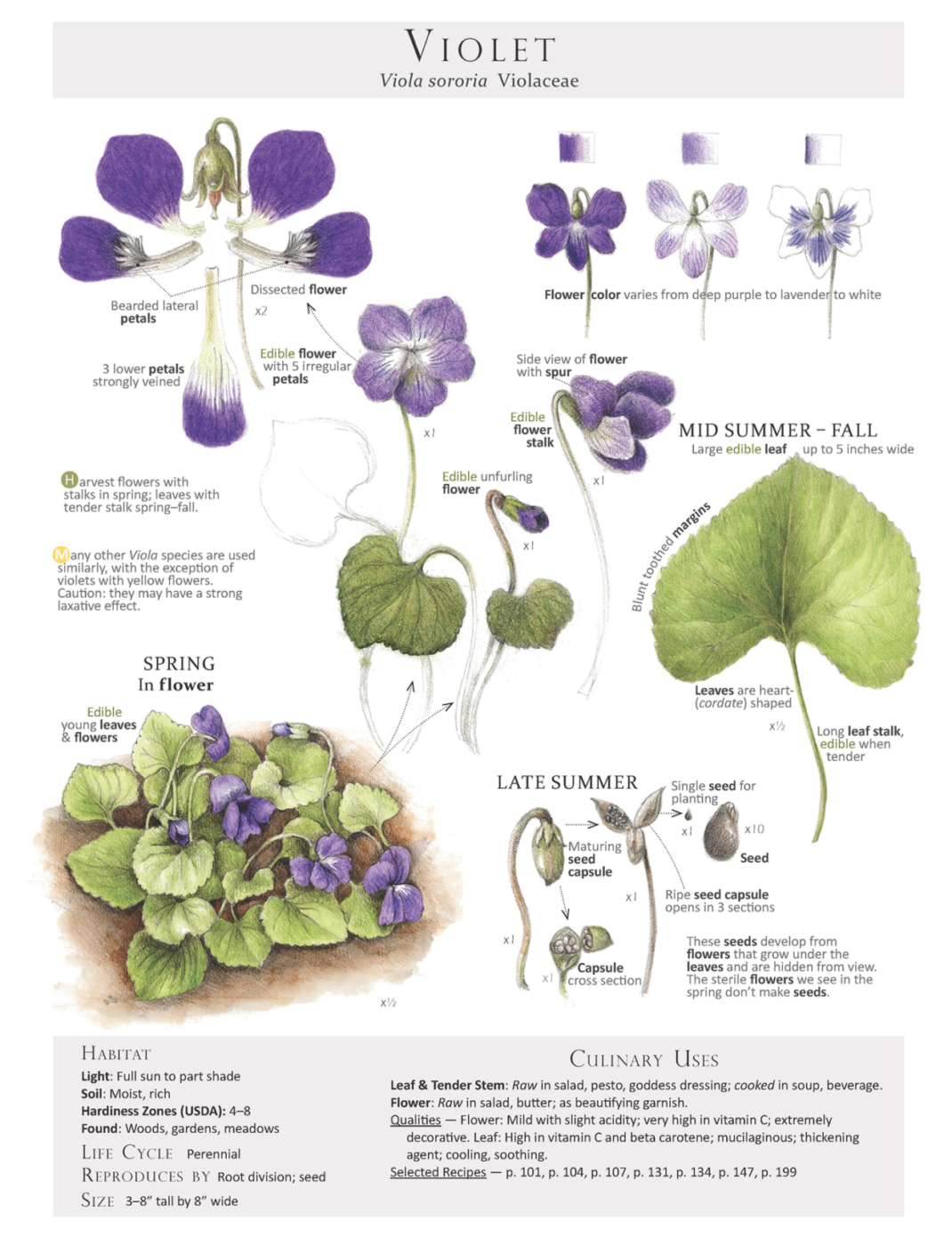 A page about violets from the book Foraging & Feasting: A Field Guide and Wild Food Cookbook by Dina Falconi; illustrated by Wendy Hollender.