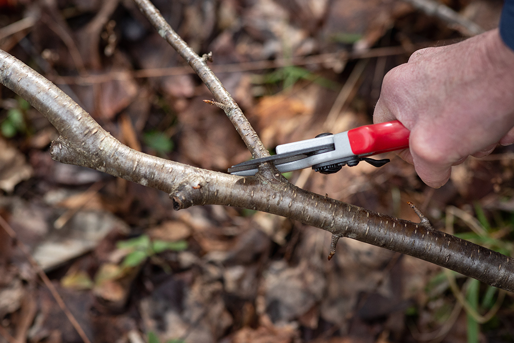 Scuff off any lichens, loose bark, and debris from outer bark. Remove smaller twigs with pruners and strip away leaves.