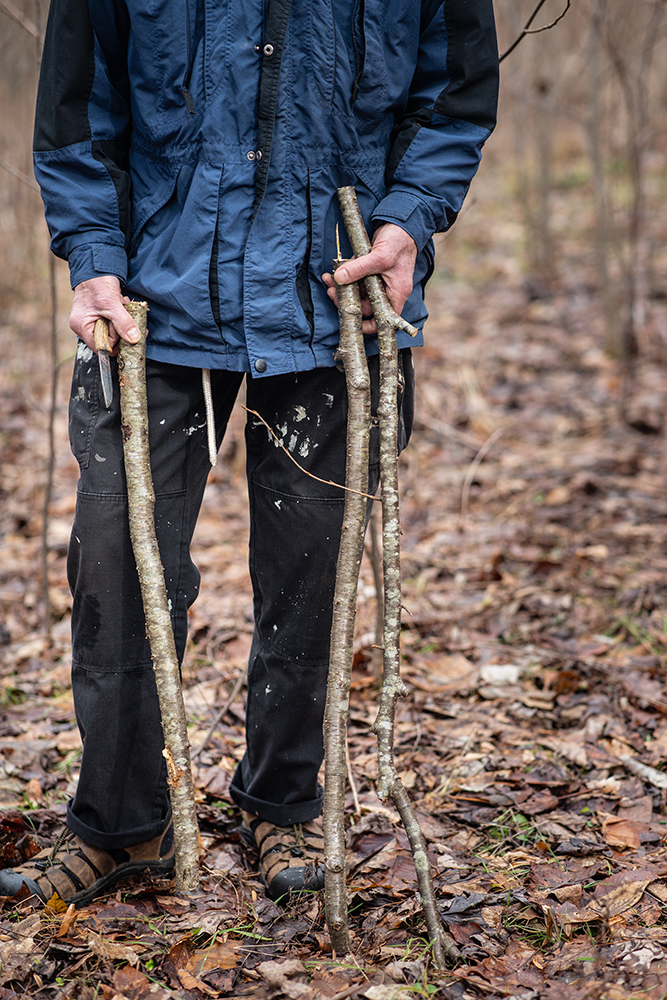 For a simple and less damaging method of harvesting, gather fallen limbs from the forest floor.