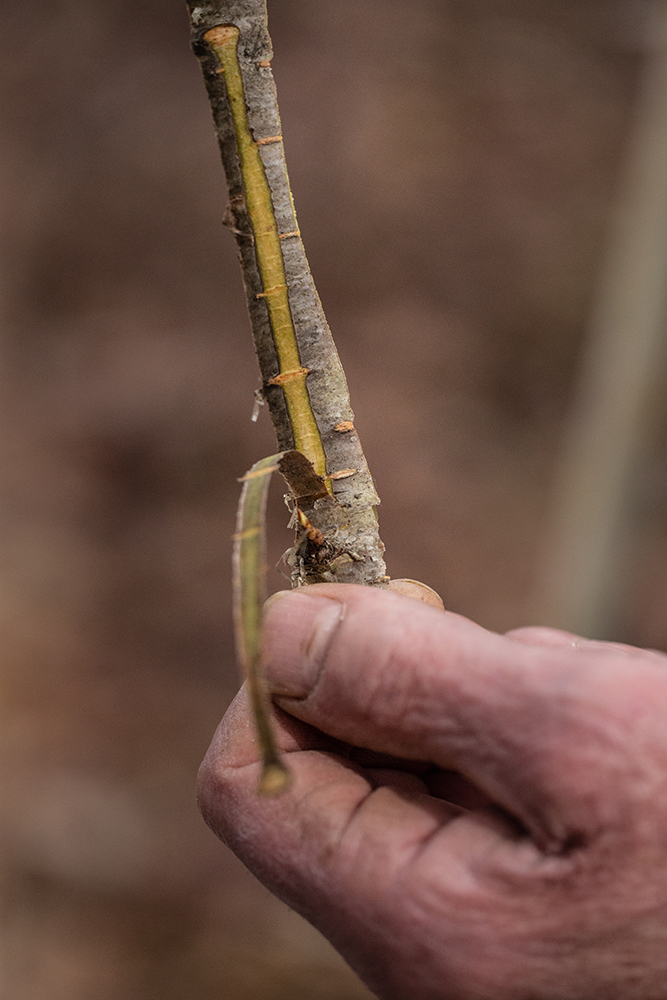 A thin strip of outer bark is peeled back, revealing the medicinal inner bark.