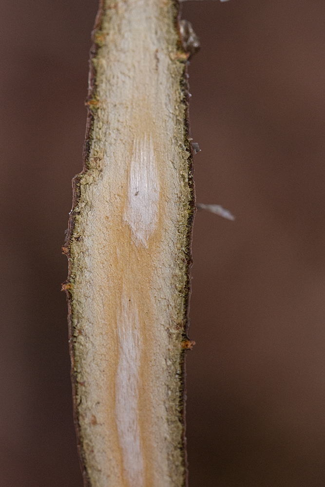 The thin, dark outer bark and inner white wood lack medicinal properties, but are harmless.