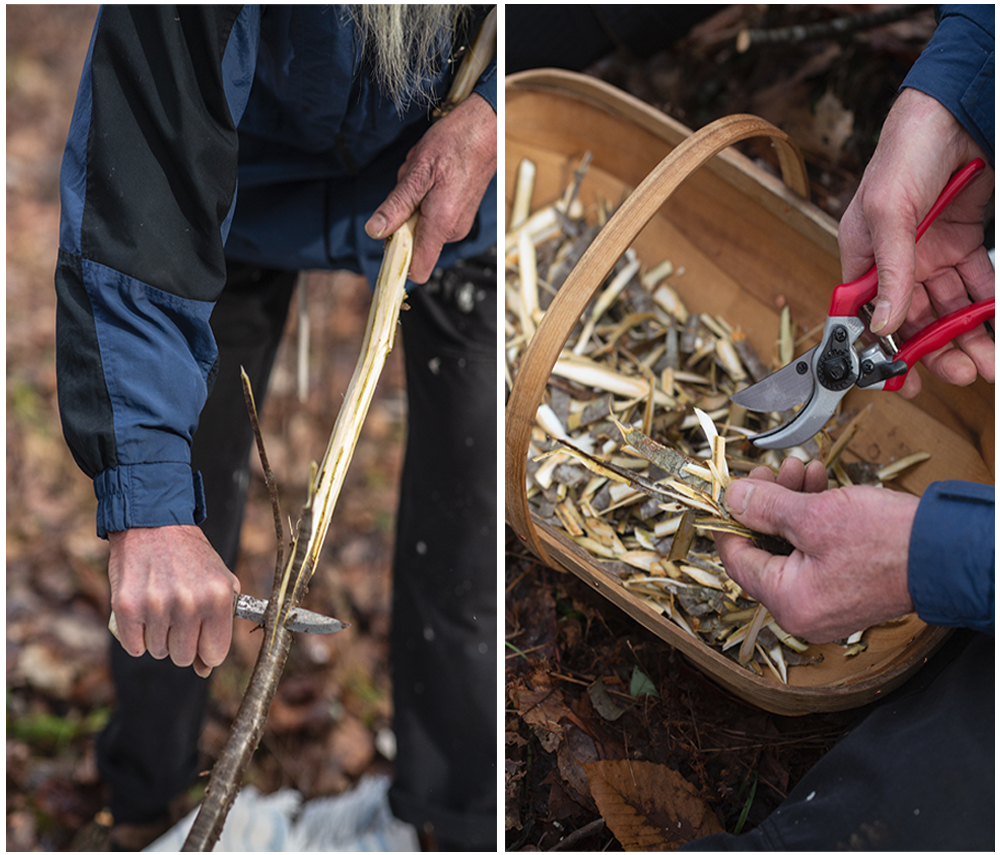 With a compact, sharp knife, peel the bark in long strips, slicing away from your body. Cut the bark strips into smaller pieces with pruners or heavy-duty kitchen shears.