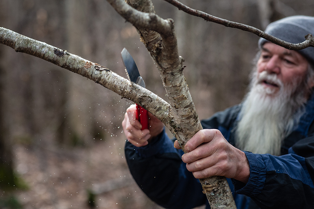With a pruning saw, harvest limbs that are 2 to 3 inches in diameter.