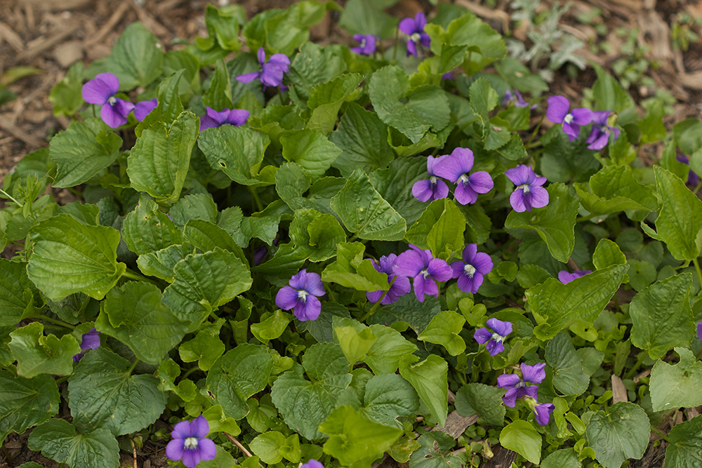 A patch of common blue violet.