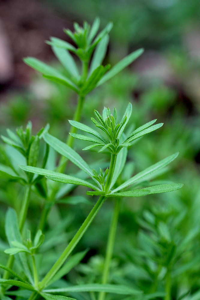 Close-up of cleavers.
