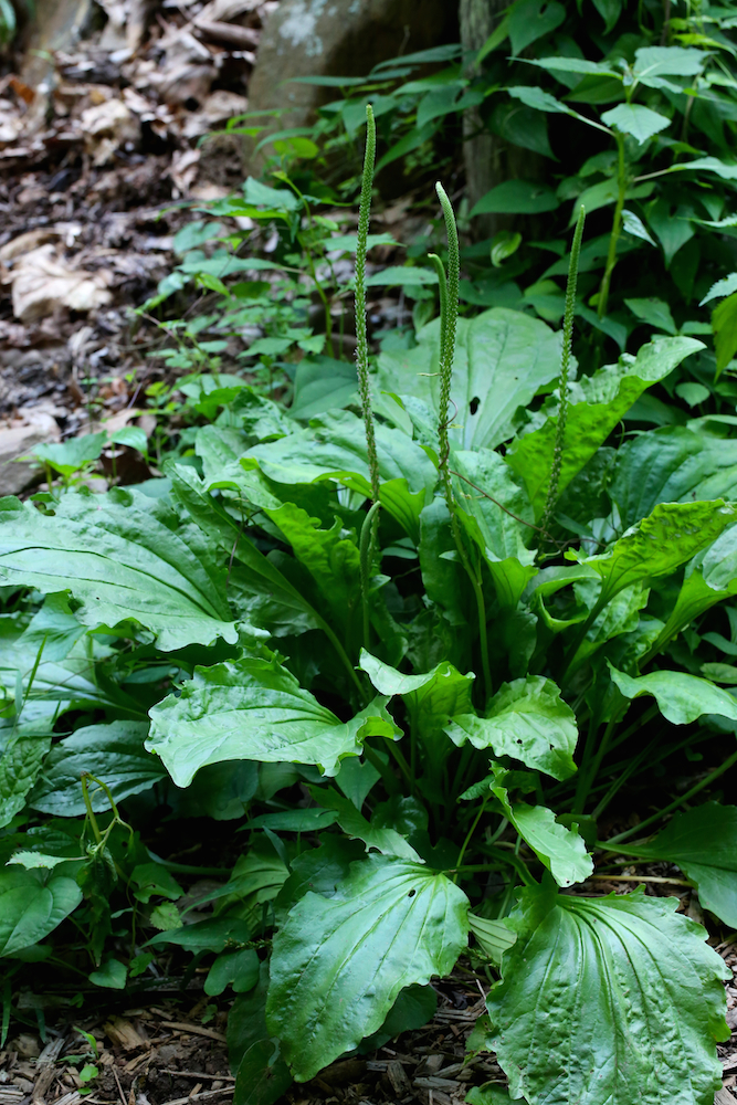 Plantain growing in the wild.