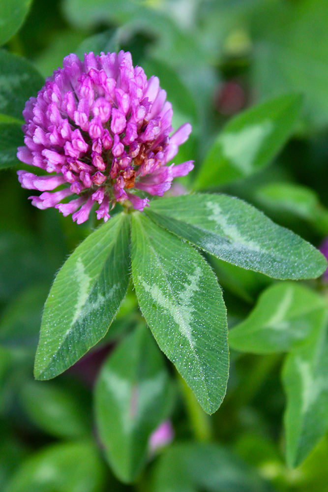 Close-up of red clover.