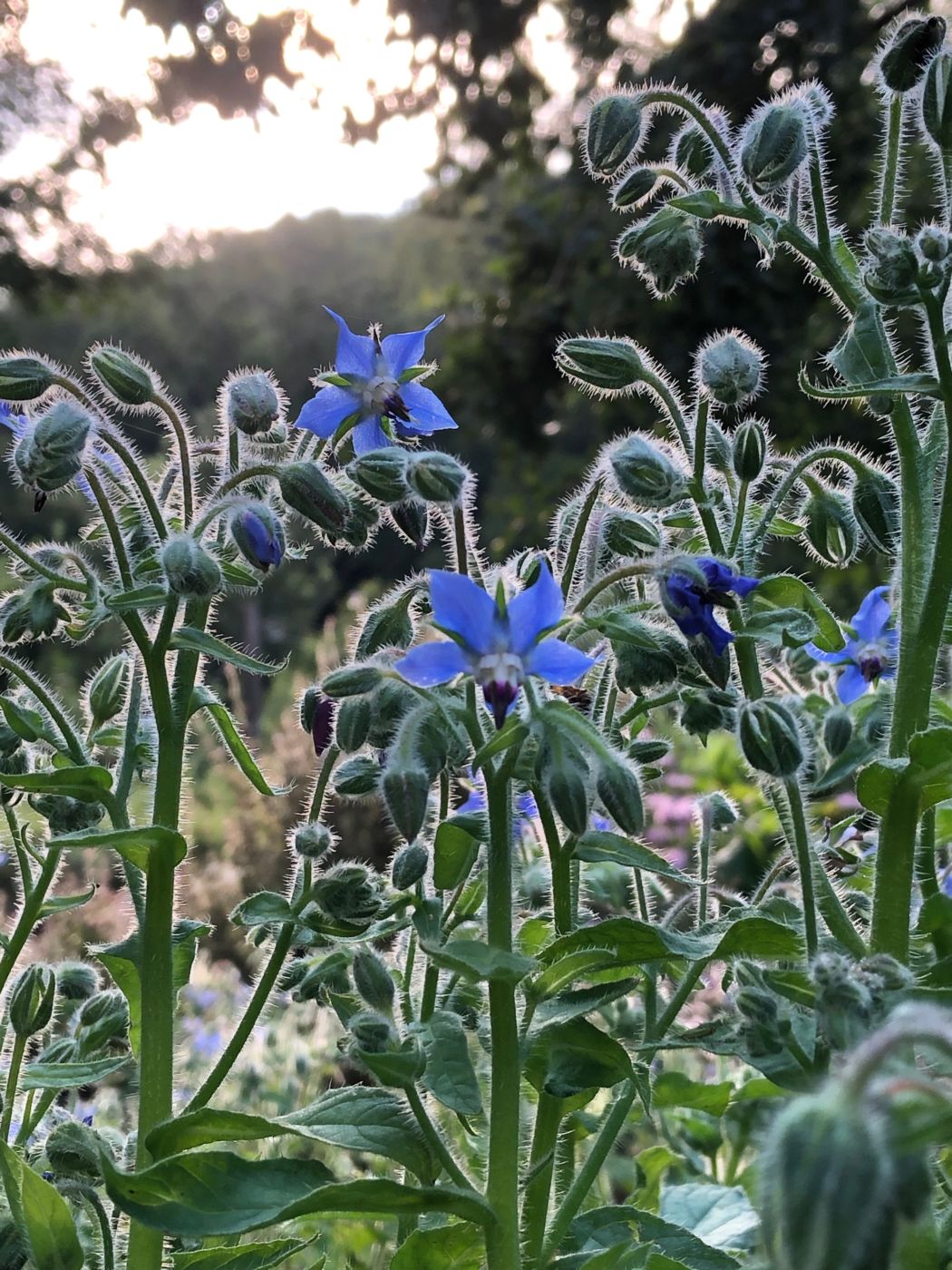 Borage* grows best in full sun to partial shade.