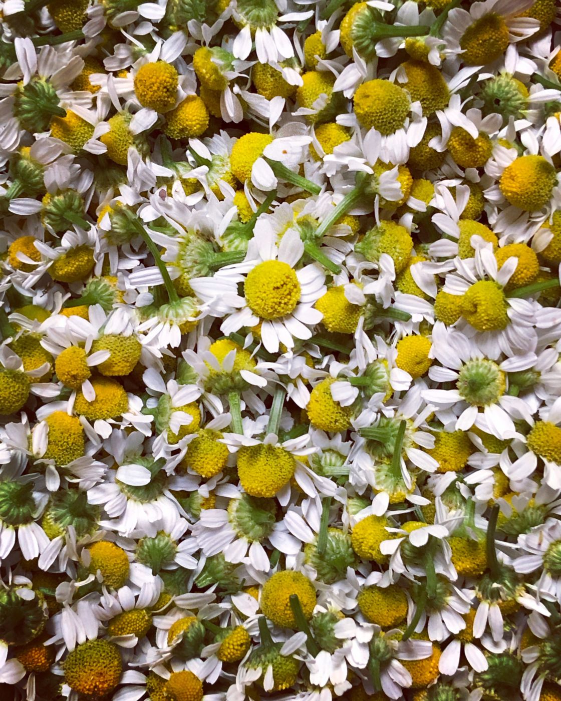 Chamomile is easy to grow and a meditation to harvest.
