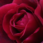 Close-up of a red rose.