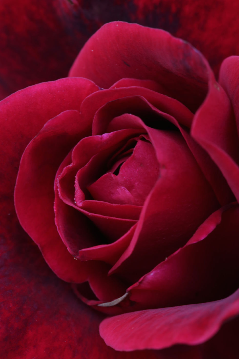 Rose (Rosa spp.).