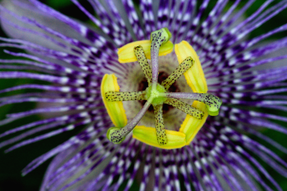 Close-up of a passionflower.
