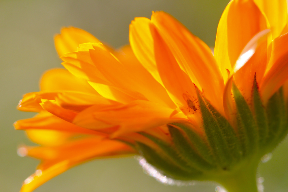 Close-up of a calendula flower.