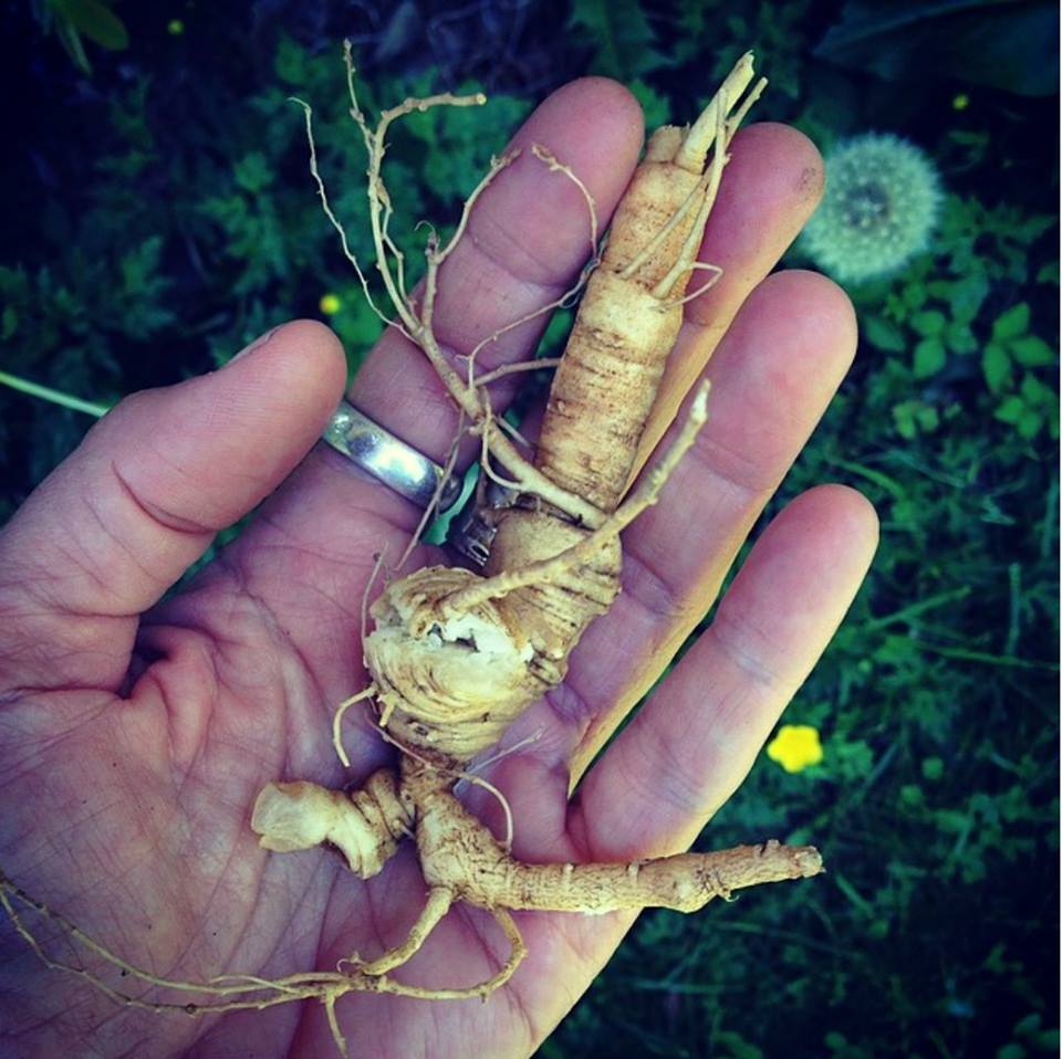 A 15-year-old ginseng root from the Chestnut School woodland gardens.