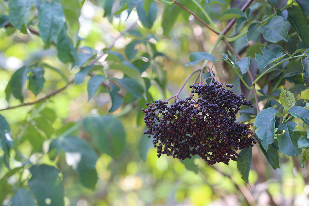 A cluster of ripe elderberries hanging on the branch.