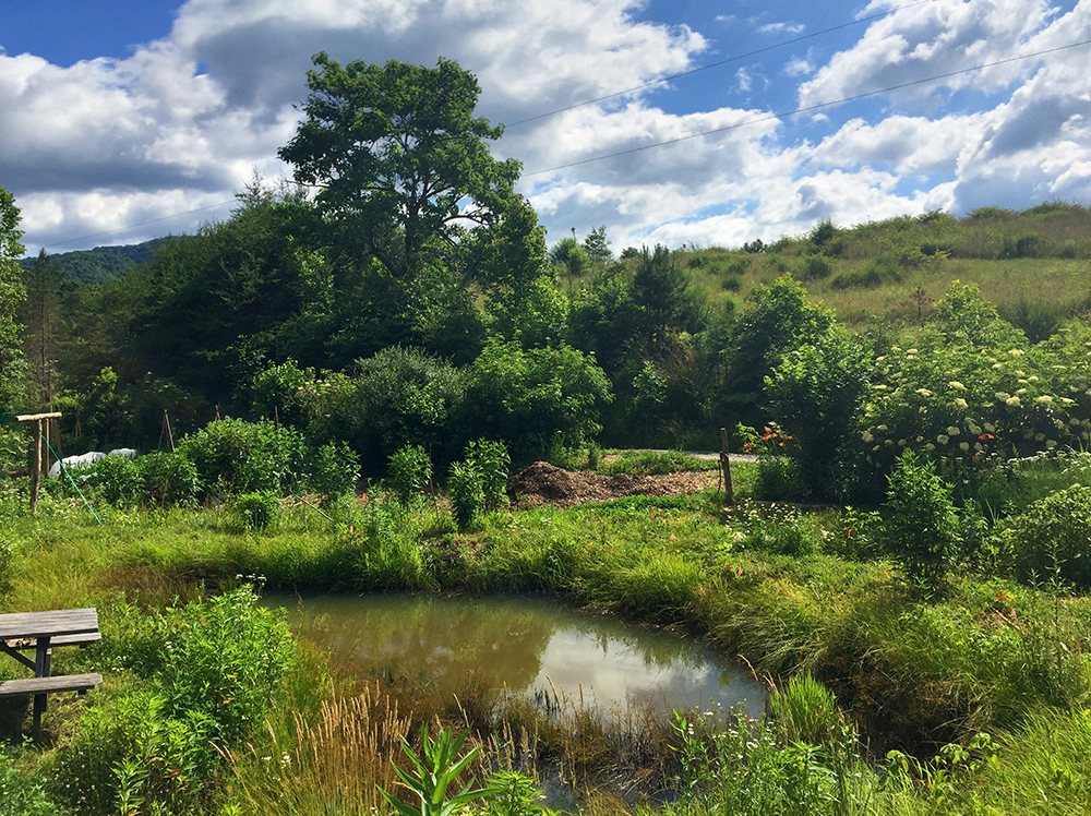 The gardens at the Wild Abundance school in North Carolina, a permaculture oasis.