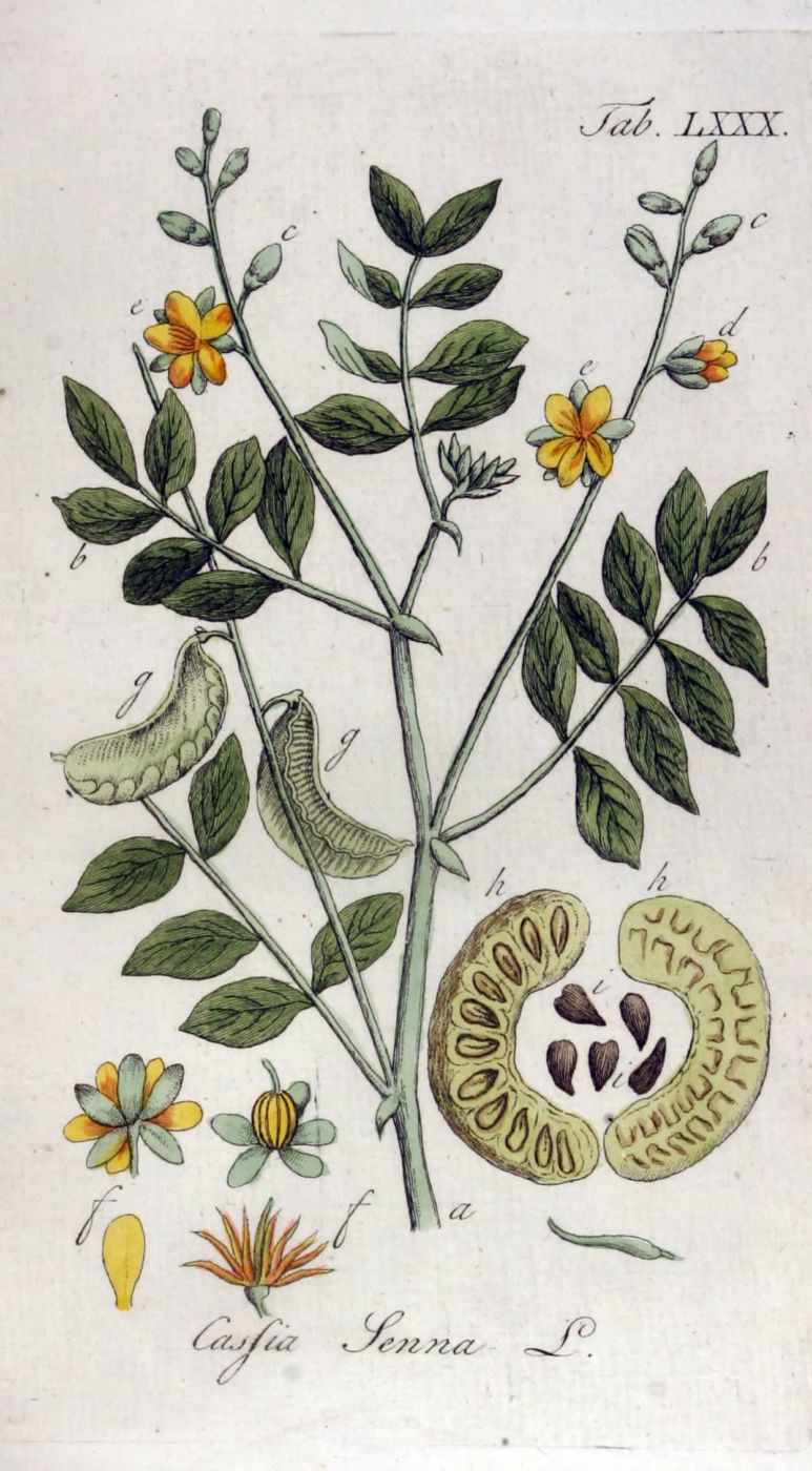 Cassia (Cassia senna). Illustration by Adolphus Ypey, 1813.