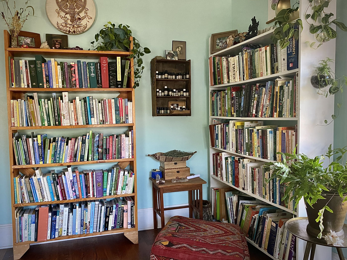 Two wooden bookcases full of the best herbal medicine books for herbalists, in a light blue room with lots of plants.