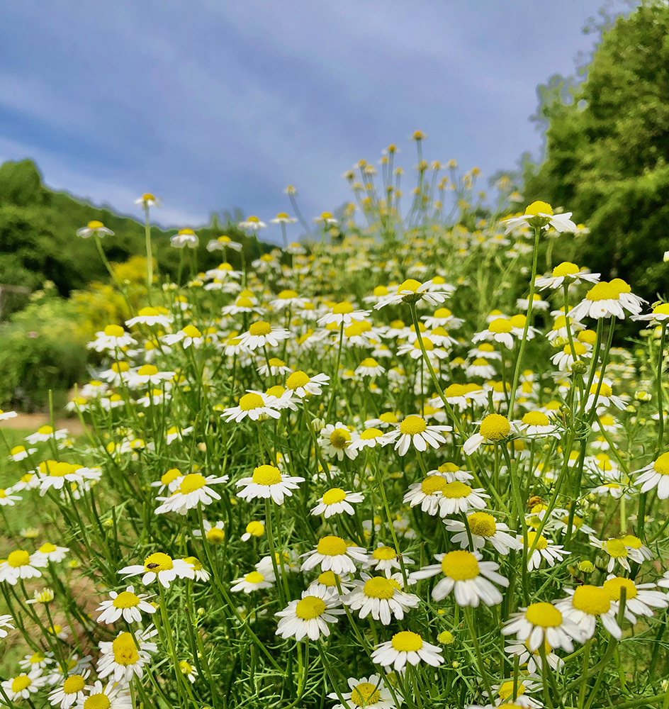 A patch of chamomile flowers in bloom with blue sky in the background.