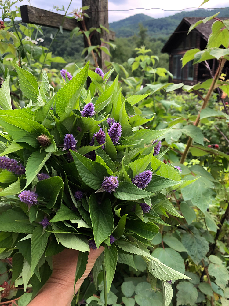 One of many anise hyssop harvests of the summer. Both leaf and flower make delicious herbal tea.