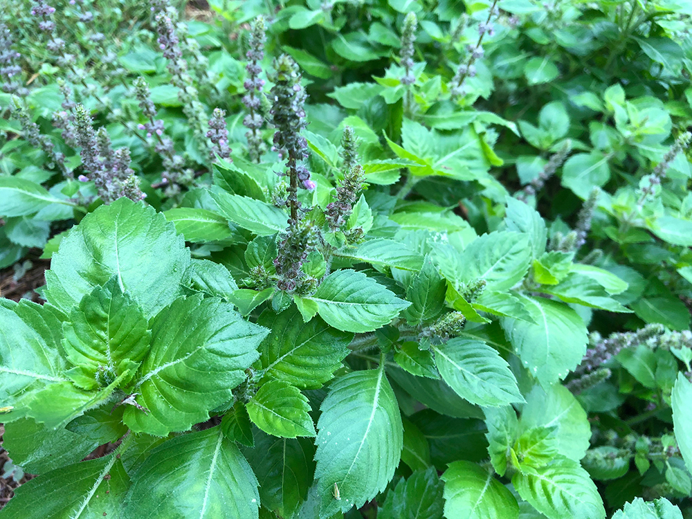 Holy basil (Tulsi) growing in a patch.