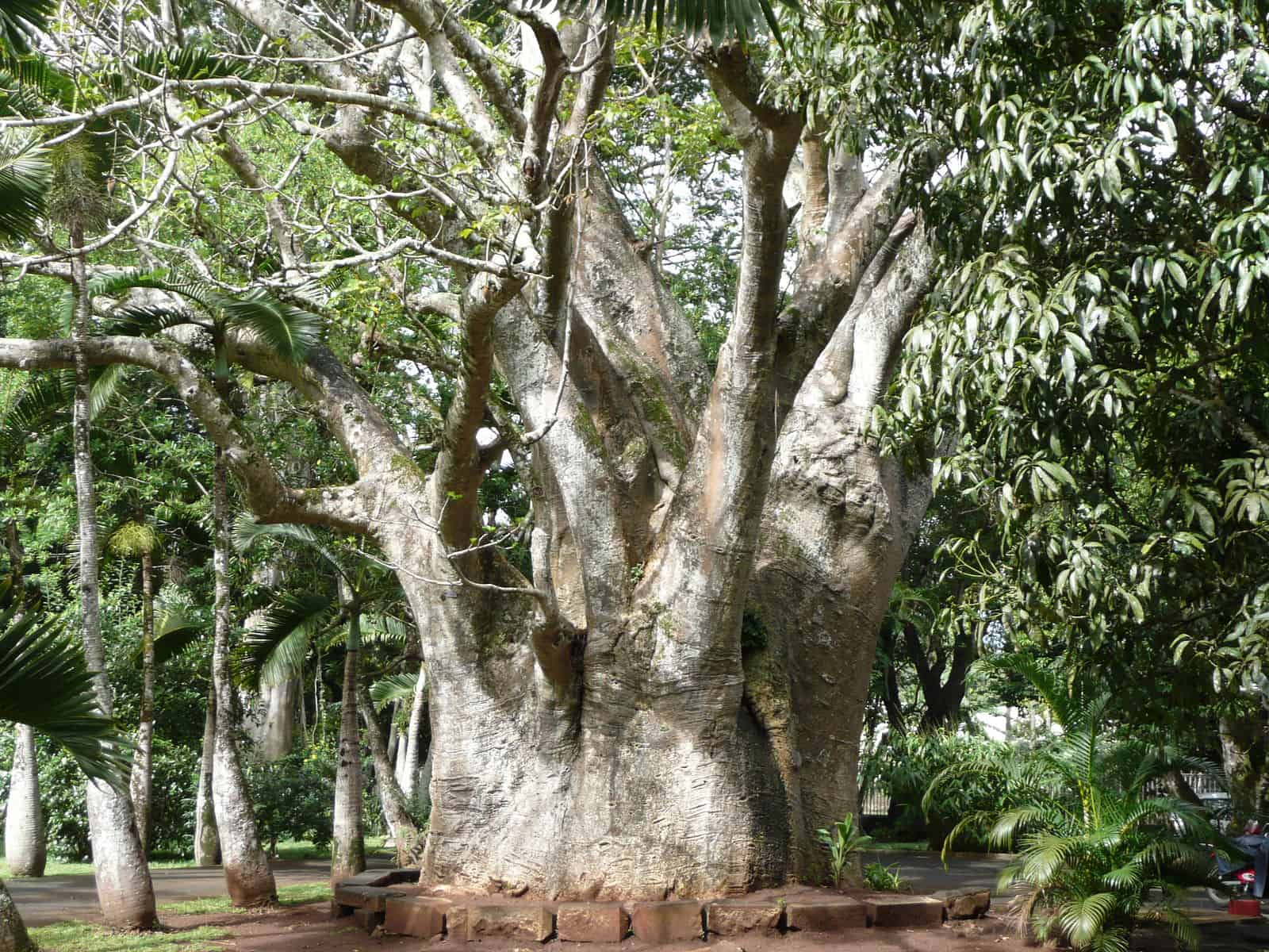 Baobab trees, Adansonia digitata, with Acacia trees in Tarangire Nationalpark, Tanzania. Photo credit: Yoky/ Wikicommons
