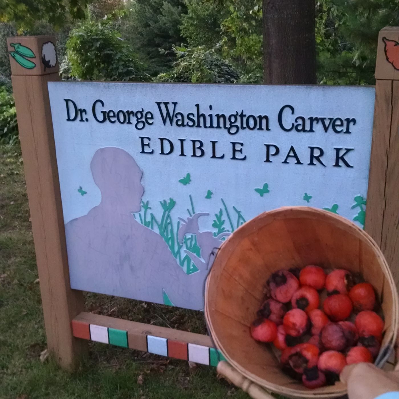 A basket of persimmons in front of a sign reading Dr. George Washington Carver Edible Park.
