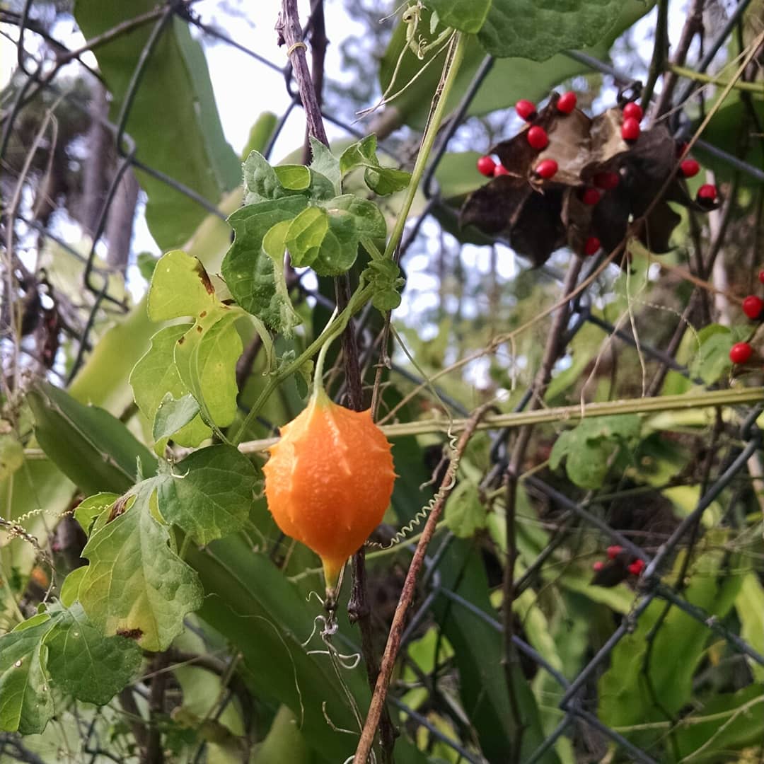 Bitter Melon (Momordica charantia) and Rosary Pea (Abrus precatorius).