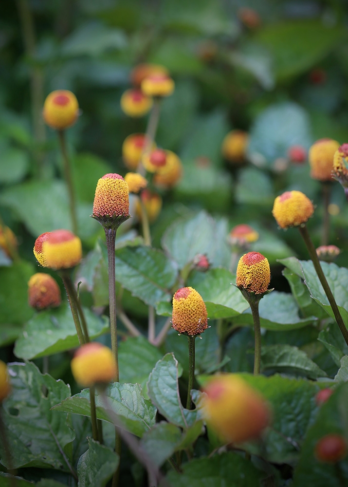 A patch of vibrant spilanthes.