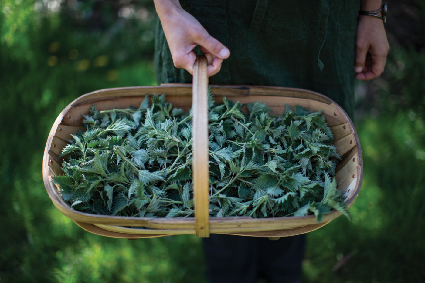 A hand holds a basket of harvested nettles.